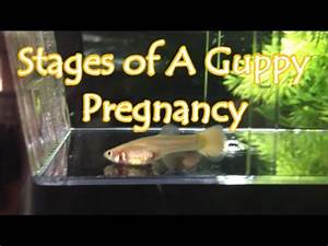 Stages Of A Guppy Pregnancy Youtube