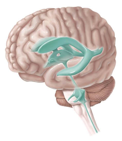 Anatomic Brain Ventricles Evelyn Lockhart