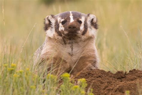 Wyoming Mother Badger