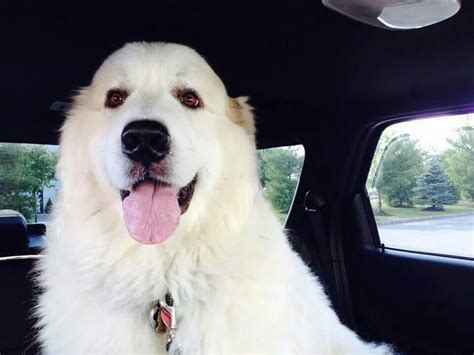 Great Pyrenees Great Pyrenees Dog Gentle Giant Dogs Pyrenean