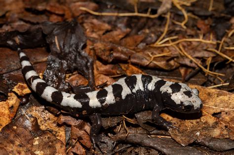 Marbled Salamander South Carolina Partners In Amphibian And Reptile