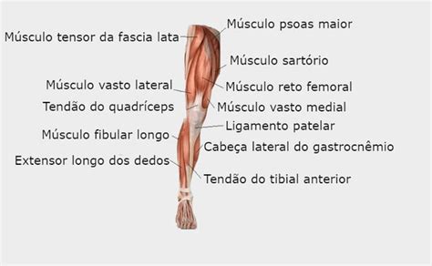 Sistema Muscular Definiciones Y Conceptos