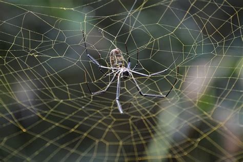 What Are Spider Webs Made Of And How Natural History Museum