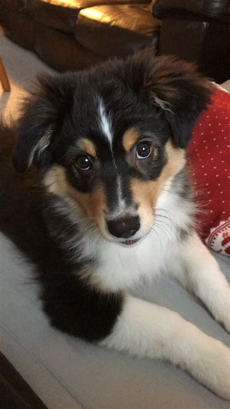 Australian Shepherd Puppy 🐶 Black Tri Aussie Aussie Puppies