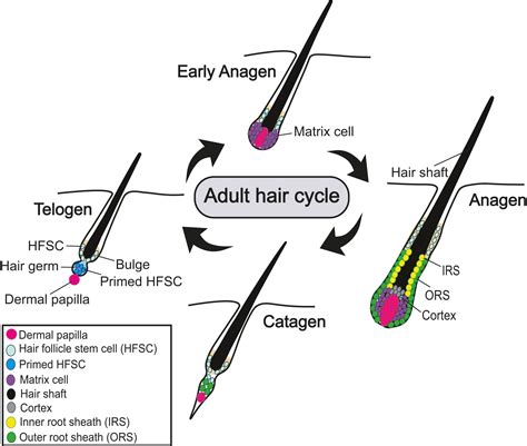 Stem Cell‐intrinsic Mechanisms Regulating Adult Hair Follicle