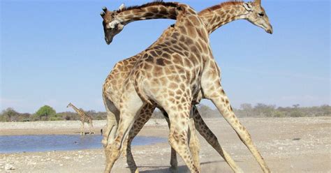 Giraffes Necks Have Evolved To Allow Them To Fight Better Archyde