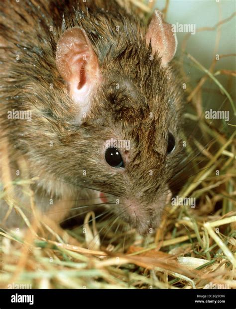 Head Of A Brown Rat Rattus Norvegicus Bright Eyes Ears Among Hay In A