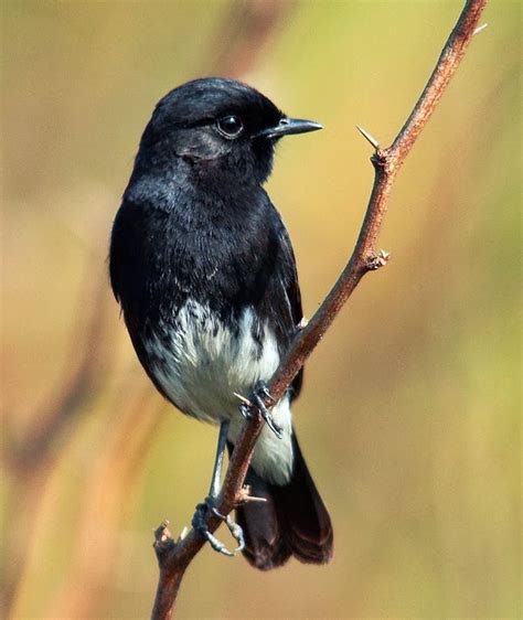 Suara burung decu gacor dan ngeplong dapat dijadikan sebagai masteran burung kicau atau suara decu gacor durasi panjang untuk pikat burung decu. Burung Decu - Kenariku