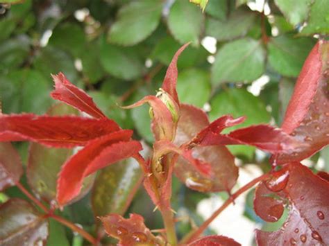 Why Rose Bush Leaves Turn Red Rose Bud Image Rose