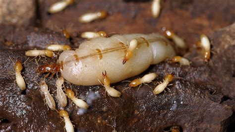 Destructive Super Termites Discovered In La Mesa
