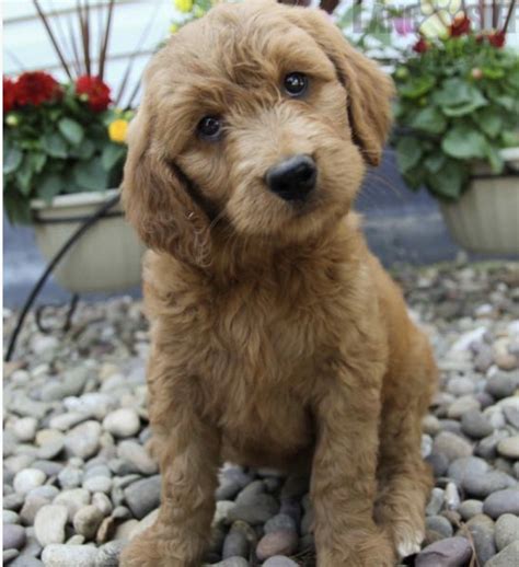 Golden doodle puppy for sale, ckc registered. Goldendoodle Puppies For Sale | Lumberton, NC #301027