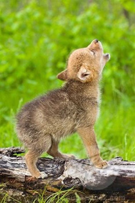 17 Best Images About Wolves On Pinterest Beautiful
