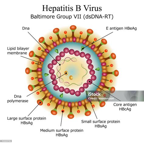 Diagram Of Hepatitis B Virus Particle Structure Arte Vetorial De Stock E Mais Imagens De