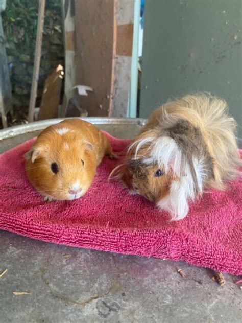 2 Female Guinea Pig For Sale Other Pets Gumtree Australia