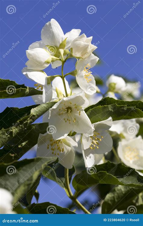 Beautiful White Jasmine Flowers In The Spring Season Stock Photo