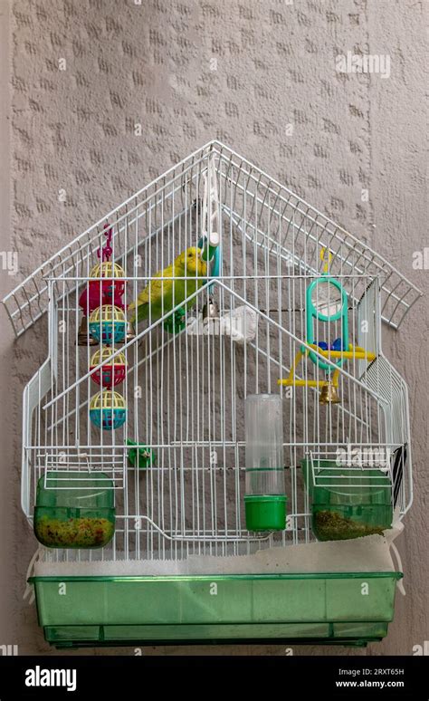The Creatures Budgie Hi Res Stock Photography And Images Alamy
