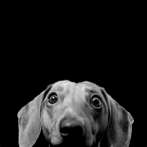 Dog Wallpapers For Ipad Love My Dog Black And White Dog White Dogs
