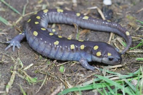 16 Different Types Of Salamanders Ultimate Salamanders Field Guide