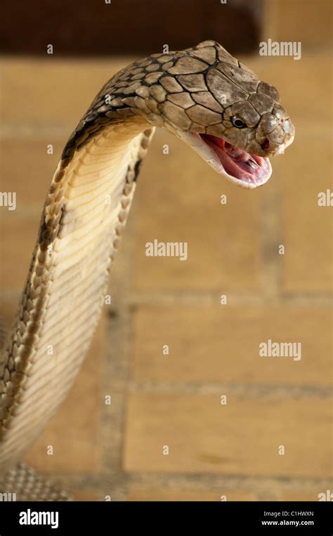King Cobra The Worlds Longest Venomous Snake Ophiophagus Hannah