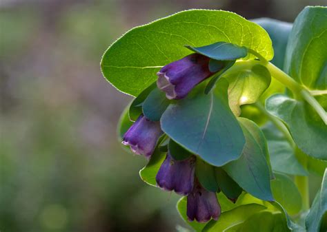 Vor praller sonneneinstrahlung wird die. Wachsblume Foto & Bild | pflanzen, pilze & flechten ...
