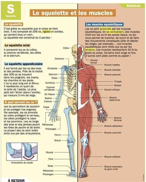 Épinglé par Elizabeth Harrison sur Authentic resources Anatomie du corps Anatomie du corps