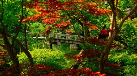 Nature Japanese Maple Wallpapers Hd Desktop And Mobile Backgrounds