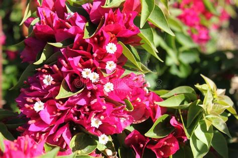 Le piante da esterno e i fiori resistenti al freddo e al sole. Bougainvillea rosa 5708 immagine stock. Immagine di fiore ...