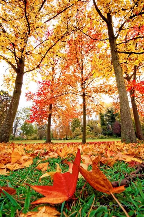Canada Photo Paysage Les Plus Belles Photos Par Bonjour Nature Autumn Scenery Autumn Nature