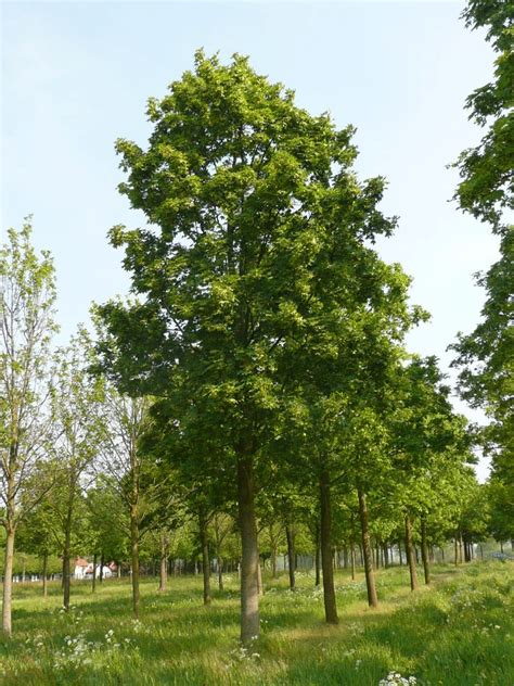 Acer Platanoides Norway Maple Van Den Berk Nurseries