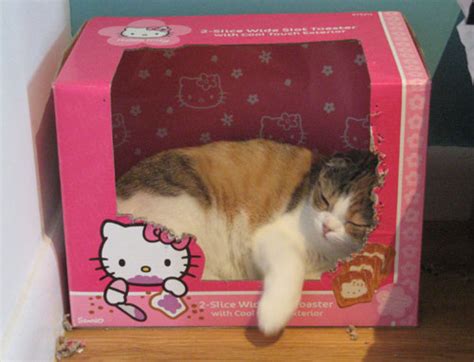 Hello Kitty In Real Life Funny Cat Pictures