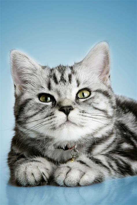 13 British Shorthair Tabby Cat Furry Kittens
