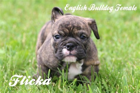 Merle tri with neon blue eye price: Flicka: Female AKC English Bulldog (Full Price $2200.00 ...