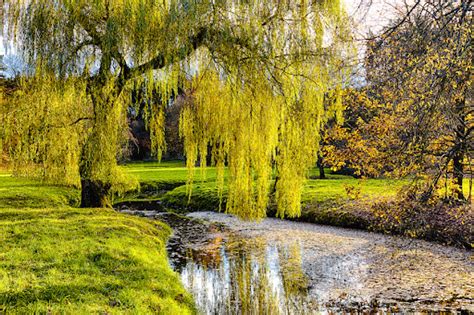 willow tree symbolism and significance better place forests
