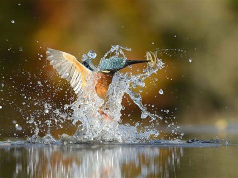 A Perfect Shot Of Kingfisher Diving Straight Into The Water From