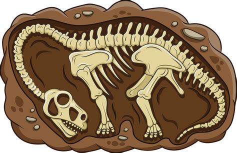 Illustration Of Cartoon Brontosaurus Dinosaur Fossil 5332366 Vector Art