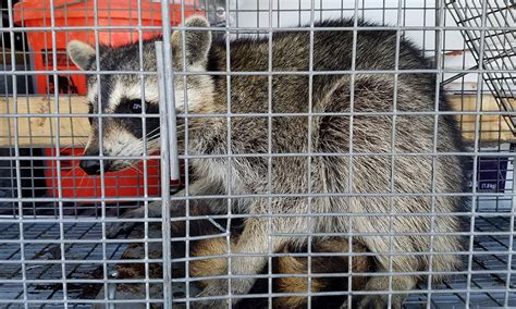 How To Keep Raccoons Out Raccoon Removal Eraticators