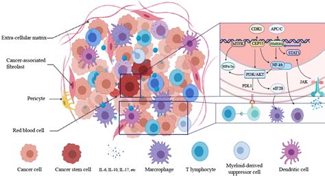 Identification Of Immune Related Therapeutically Relevant Biomarkers In