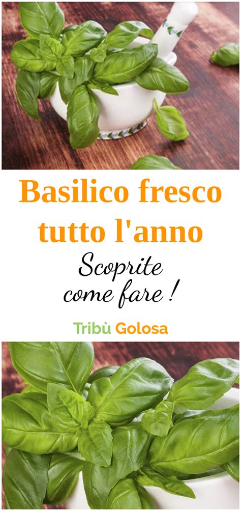 Come conservare il basilico durante l'inverno? Come asciugare il basilico fresco: come asciugare il ...