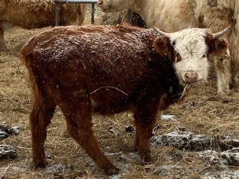 Hereford Scottish Highland Cross Breed Heifer Calf Scottish