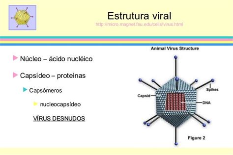 Como é A Estrutura Do Virus Várias Estruturas