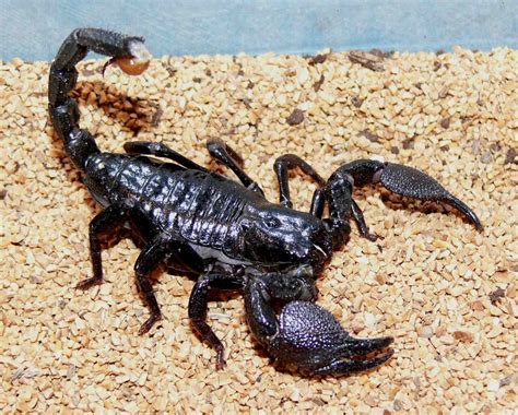 Scorpions Desertusa