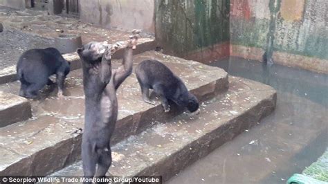 Skeletal Sun Bears Beg Visitors To Feed Them In An Indonesian Zoo Zoo