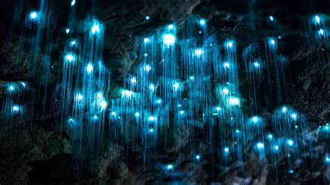 The Gooey Details Behind A Glow Worms Starry Night Illusions The New