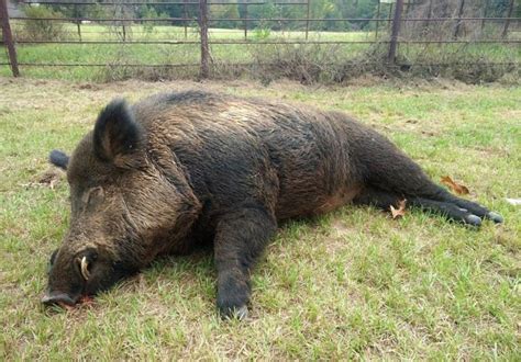 Man Kills 416 Pound Hog Who Terrorized His Property For