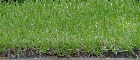 This is why lawn solutions australia provides a great range of the best turf grasses available. Summer Breeze Lawn Service & Property Maintenance: Best Grass for South Florida - Different ...