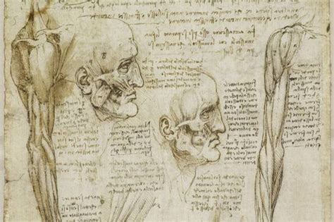 Buckingham Palace Exhibits Rare Da Vinci Anatomy Studies