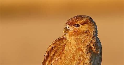 Conoce y combate al grillo topo. Argentina nativa: Chimango (Milvago chimango)