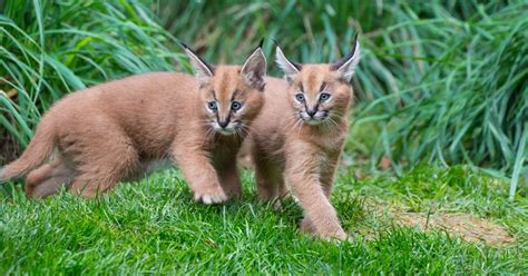 Caracal Kittens Exploring Outdoor Space At Oregon Zoo