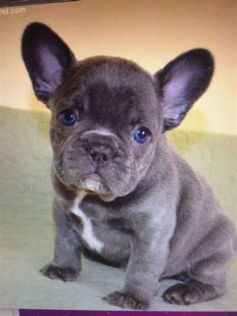 The current median price of french bulldogs in virginia is $2,700.00. Blue French bulldog | Bulldog puppies, Really cute puppies ...