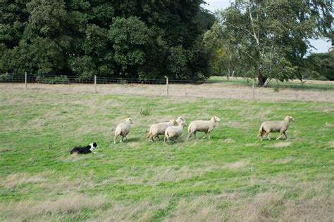 Do You Need A Sheepdog Best Sheepdog Breeds For The Farm — Jandr Pierce